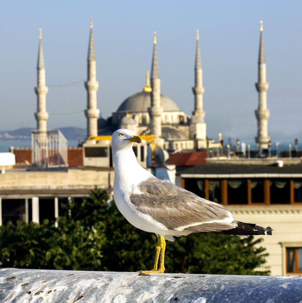 Nowy Efendi Hotel - Special Class 74/77