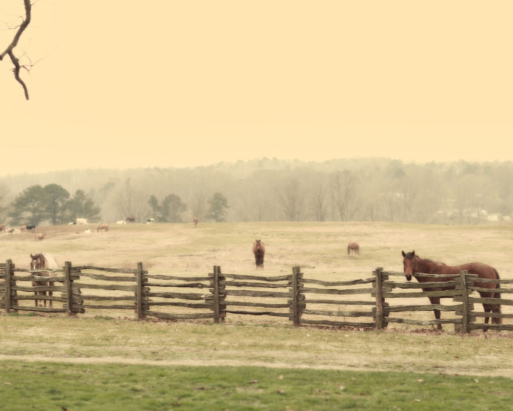 Seventy-four Ranch 35/50