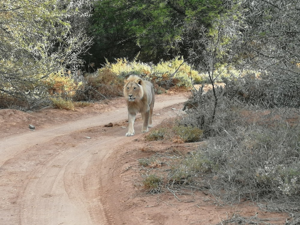 Sanbona Wildlife Reserve 35/50