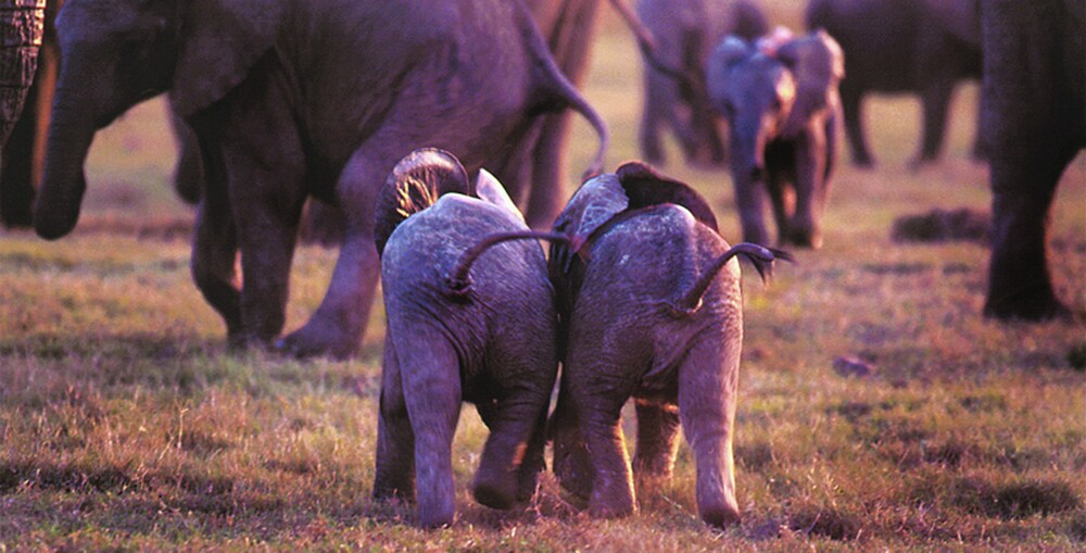 Gorah Elephant Camp 27/50