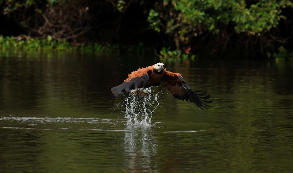Pousada Rio Claro 29/50