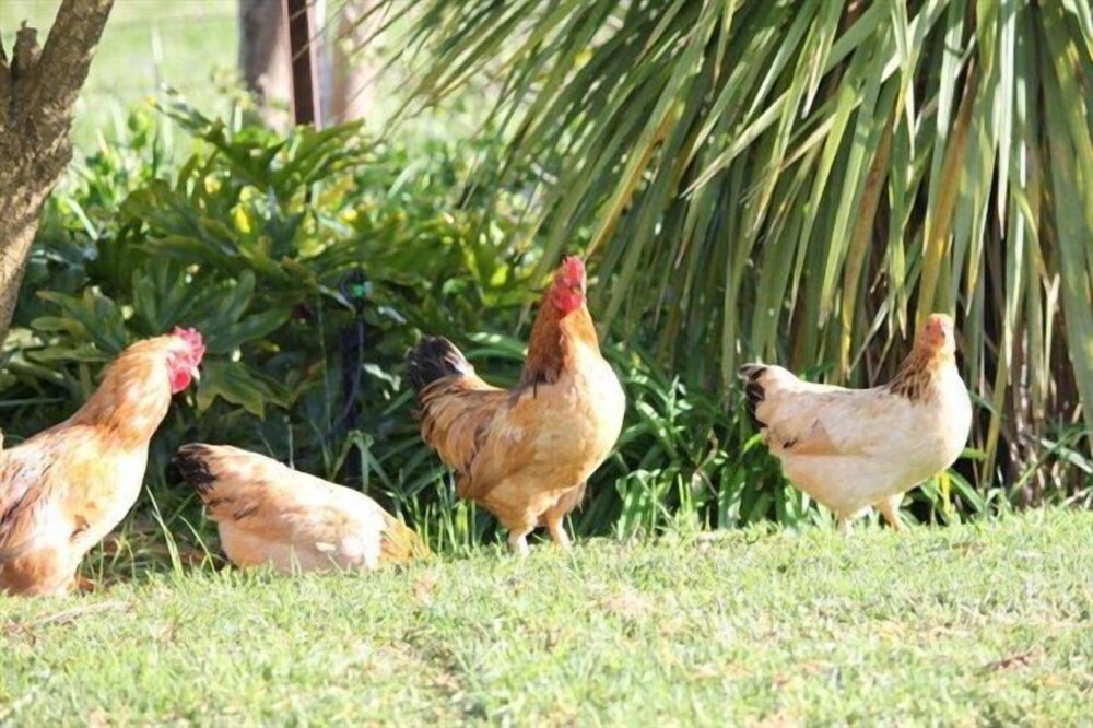 Eikelaan Farm Cottages 11/18