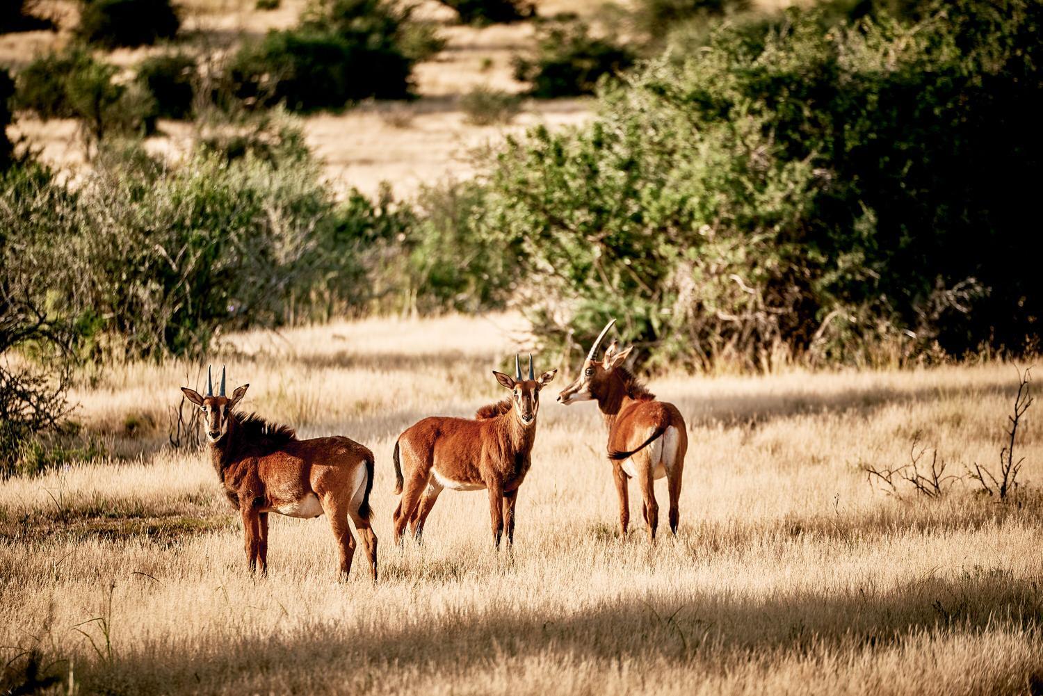 Glen Harry Game Reserve 25/44