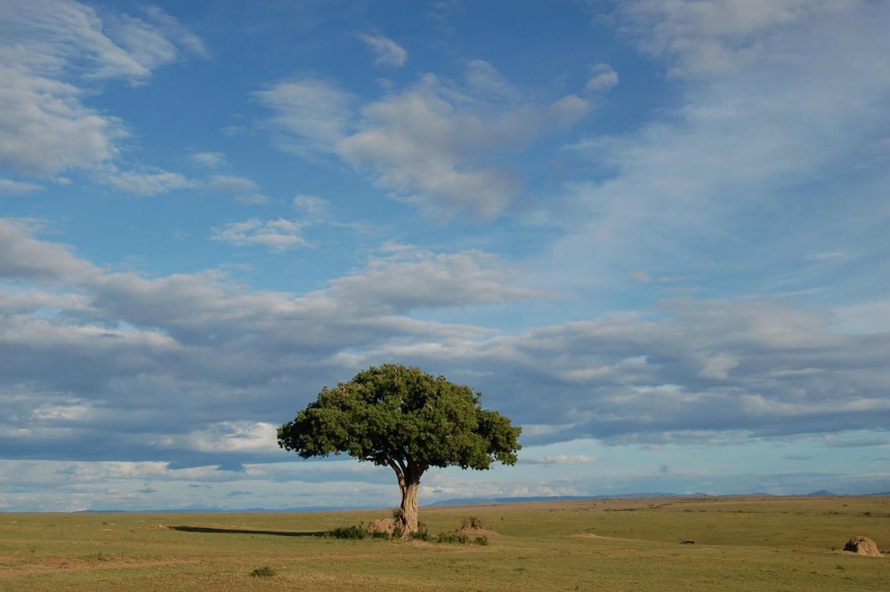 Mara Intrepids Tented Camp 19/49