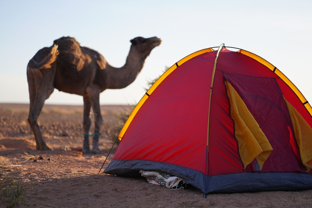 Sahara Peace Camp 22/38