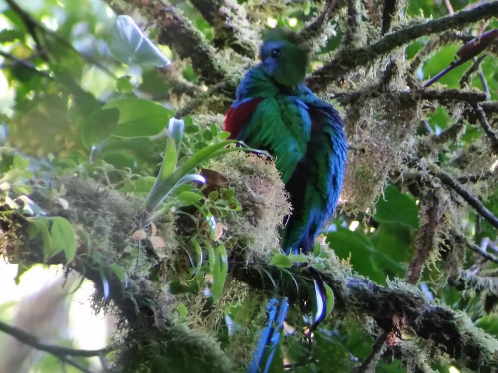 Monteverde Lodge and Gardens 41/50