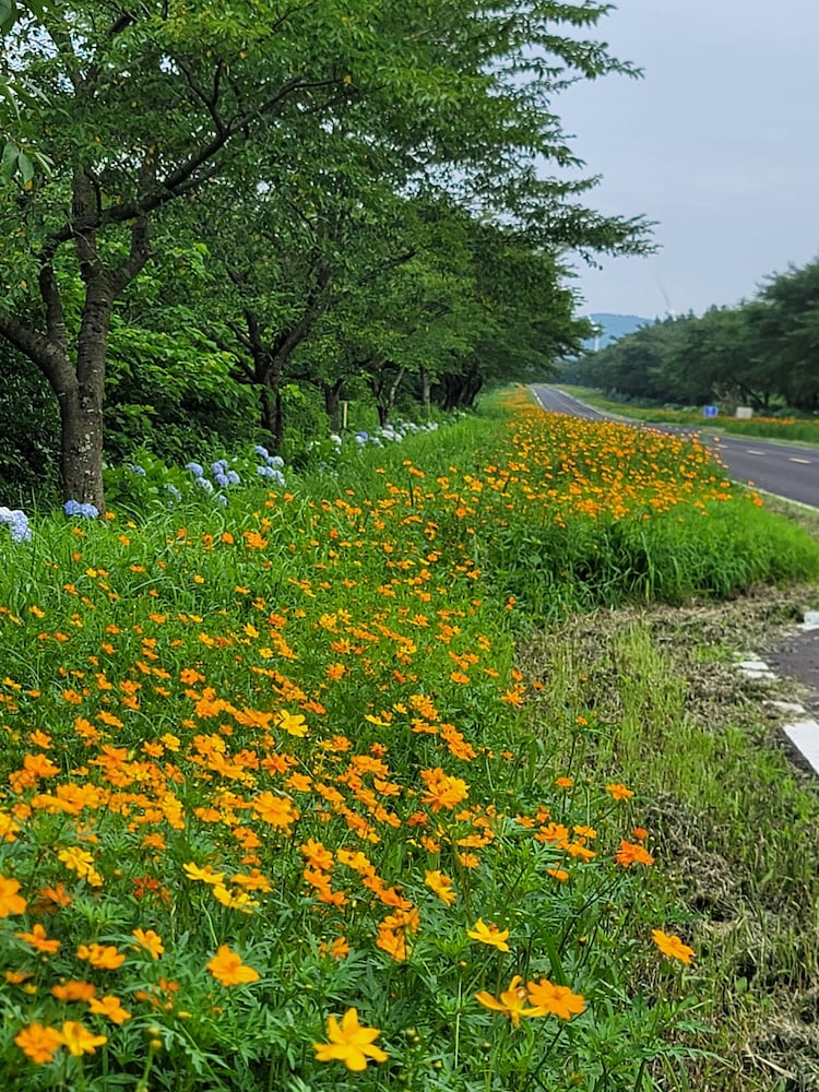 Brassica Flower Pension 22/25