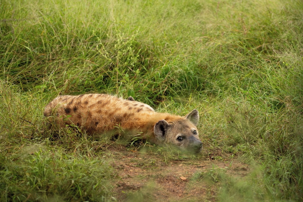 Skukuza Safari Lodge 58/65
