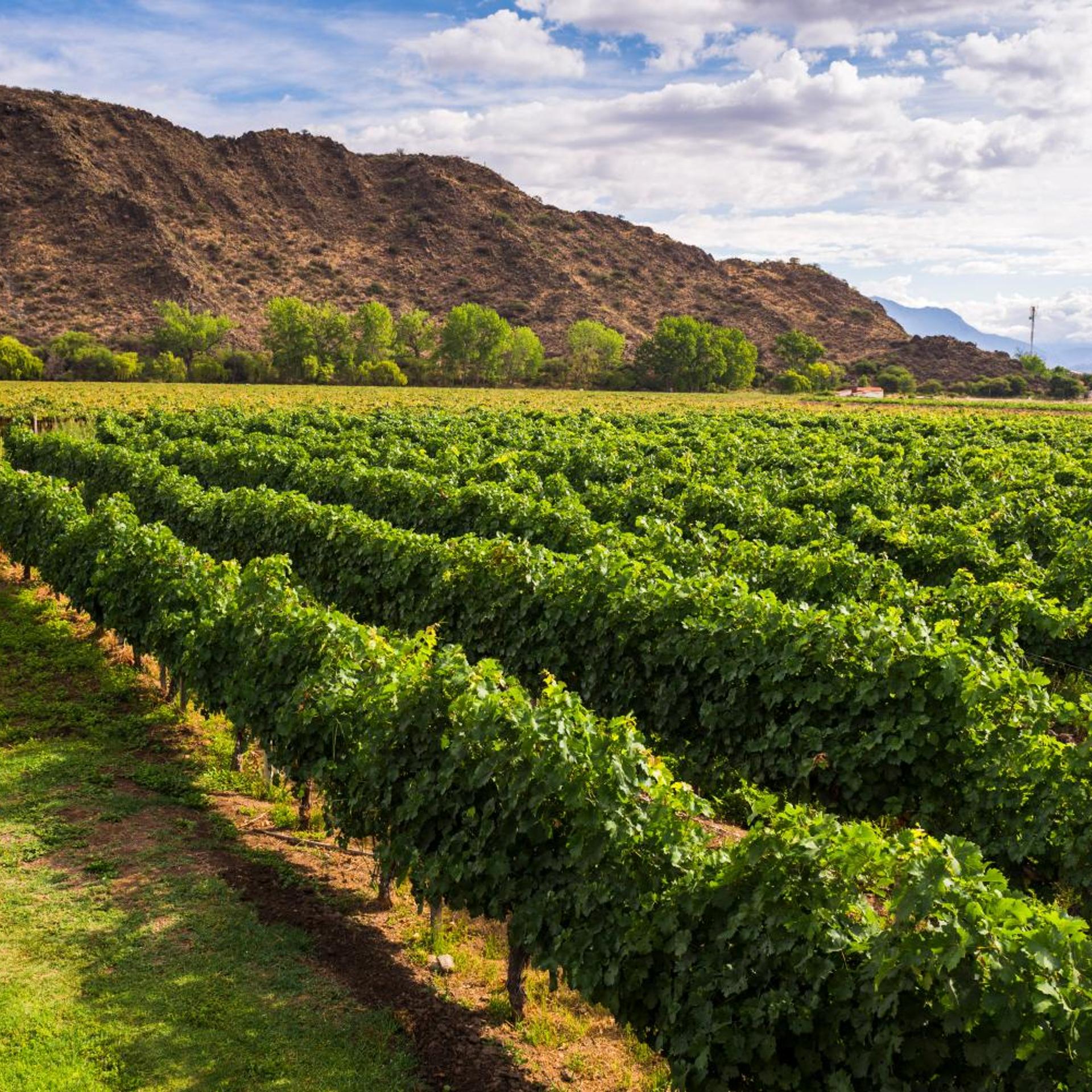 Vinas de Cafayate Wine Resort 52/53