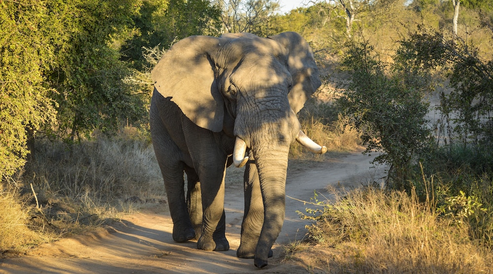 Lion Sands Kruger National Park 35/50