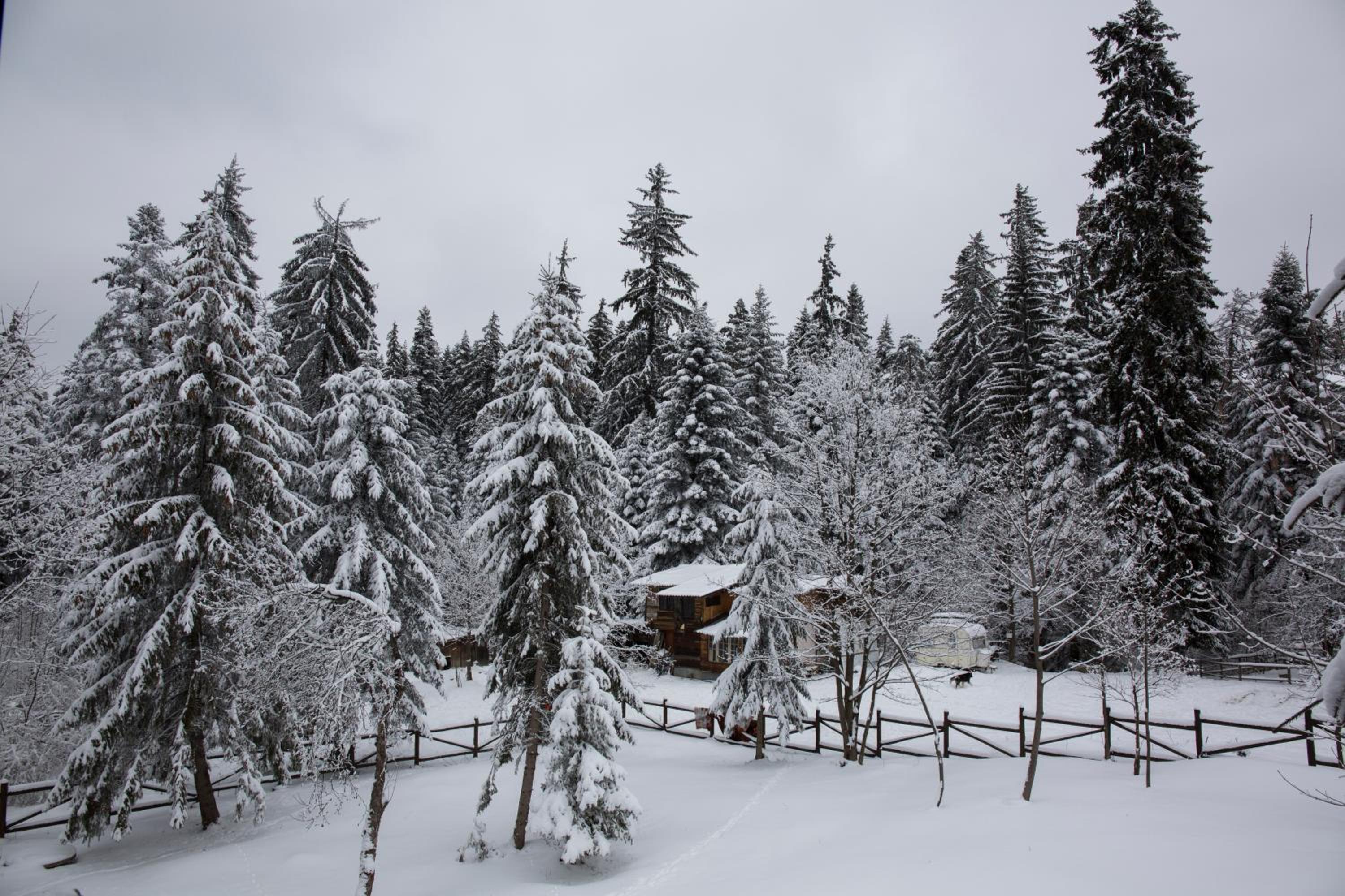 Victoria Borovets 50/59