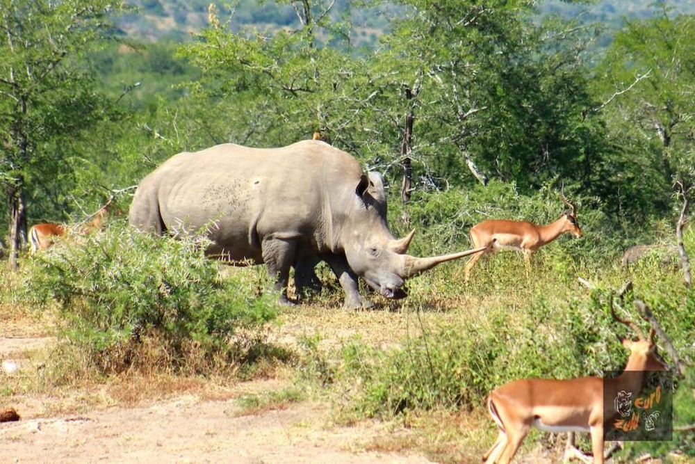 Lodge Afrique 38/75