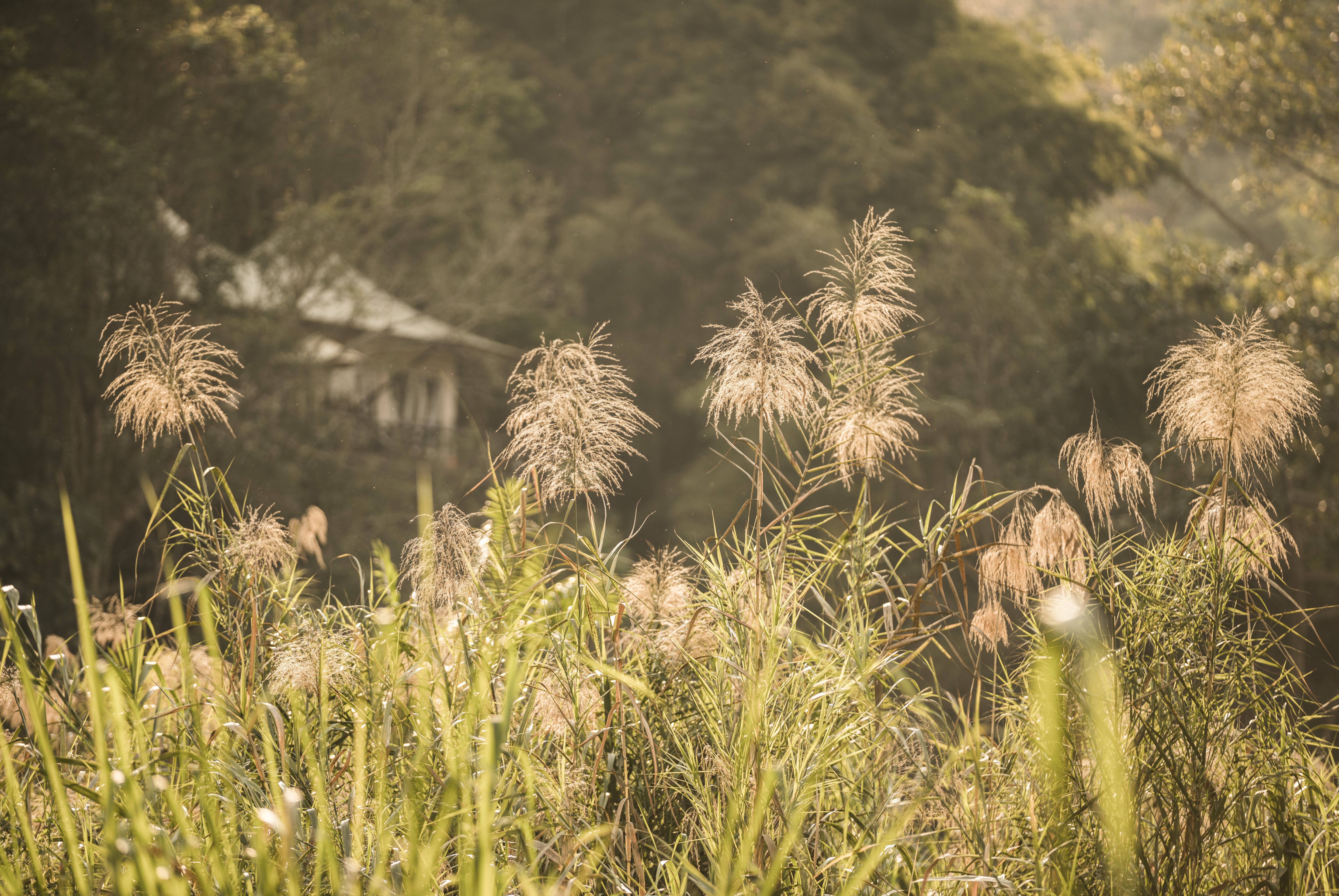 Four Seasons Tented Camp Golden Triangle, Thailand 40/50