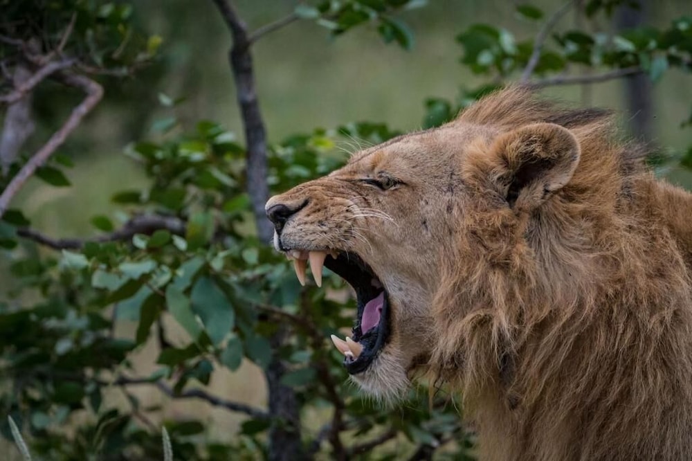 Safari Moon Luxury Bush Lodge 18/50