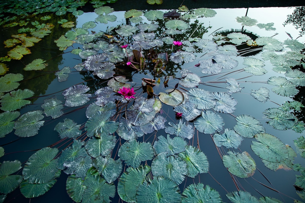 Ninh Binh Valley Homestay 20/28