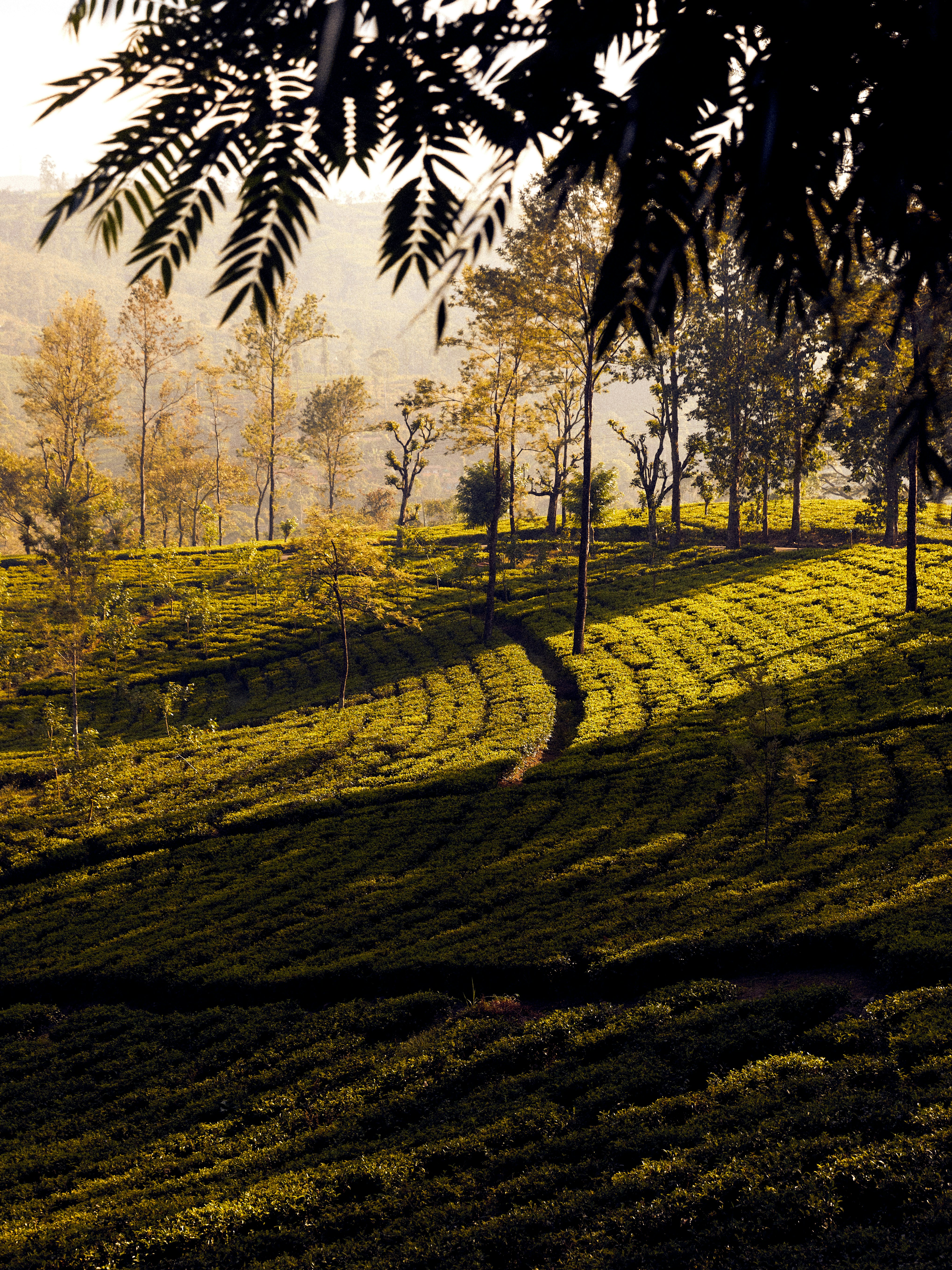 Tea Trails 28/43