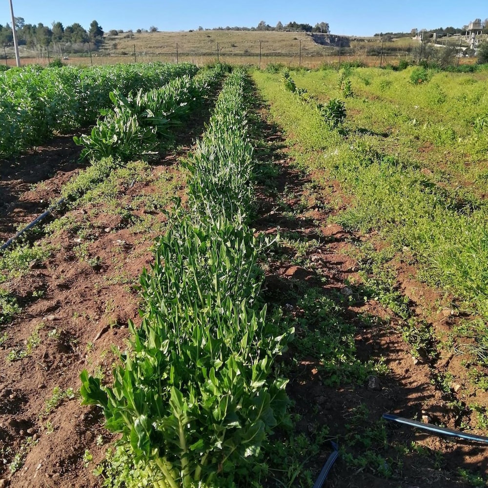 Masseria Stali 71/76