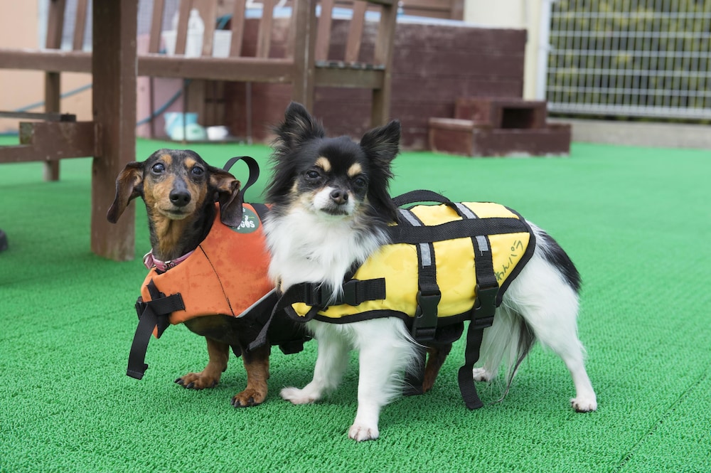 Izumigo Izukogen Dog Paradise Hotel 35/38
