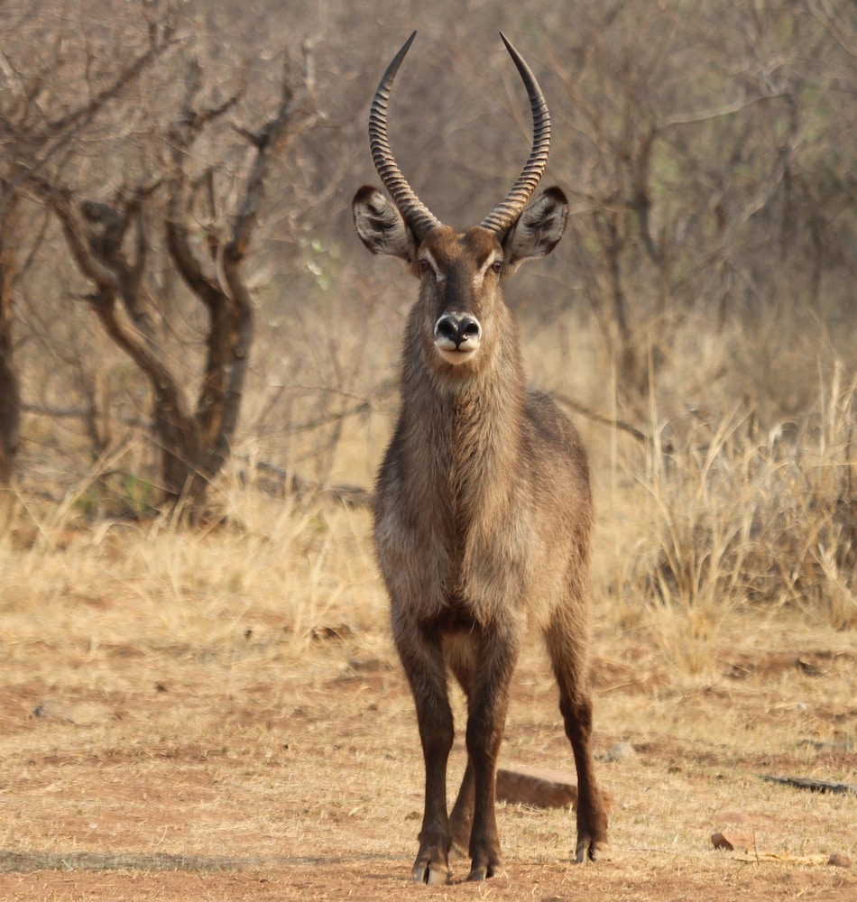 Inzalo Safari Lodge 39/45