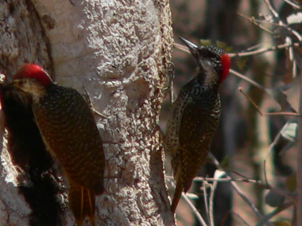 Ohange Namibia Lodge 13/50