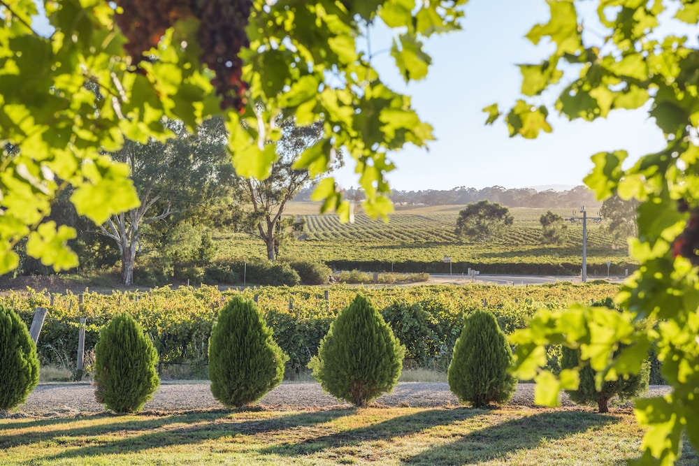 Barossa Shiraz Estate 37/50