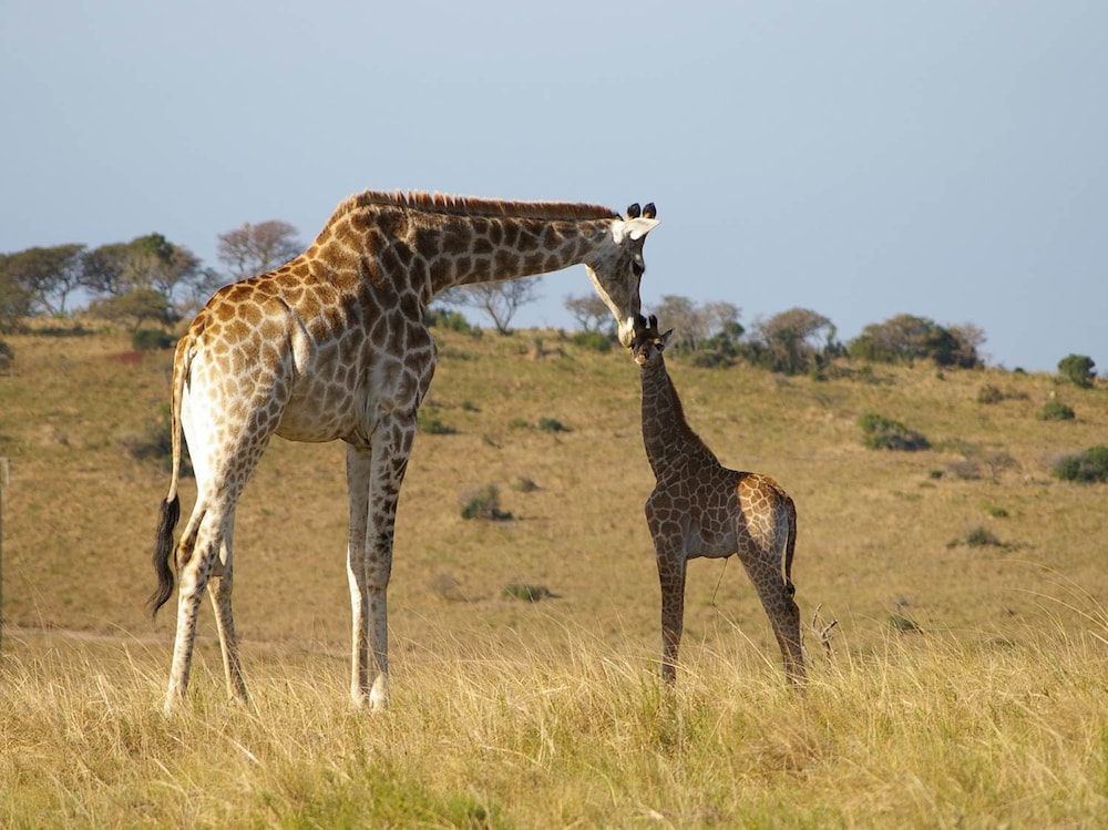Inkwenkwezi Private Game Reserve 41/50