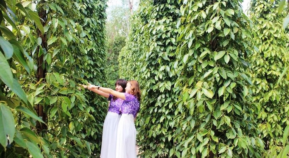 Pepper Farm Phu Quoc Bungalow 35/50