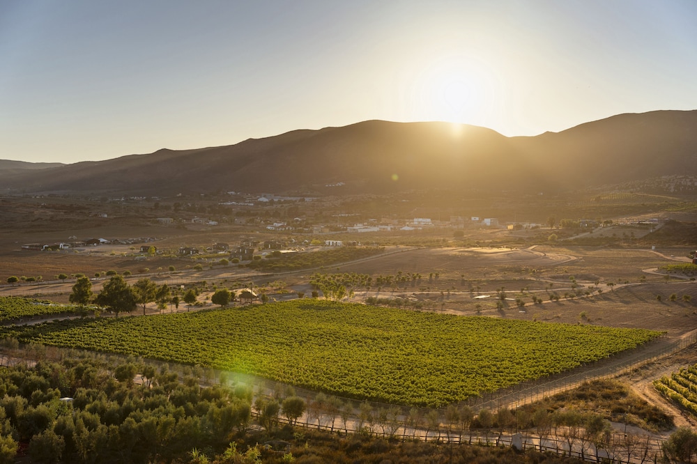 Banyan Tree Veya Valle de Guadalupe 82/91