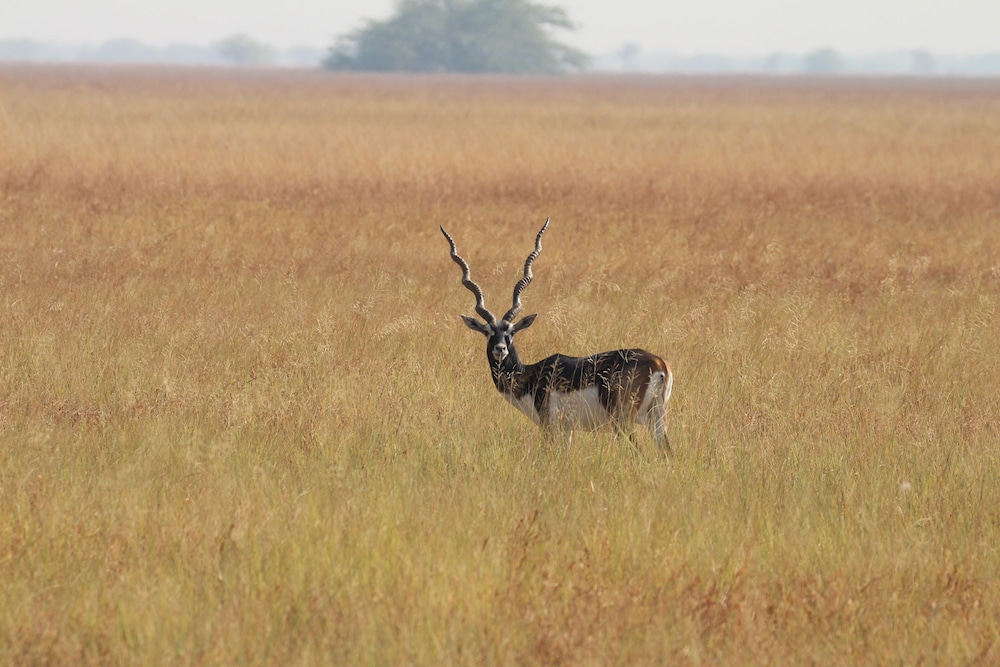 The Blackbuck Trails, VELAVADAR 21/49