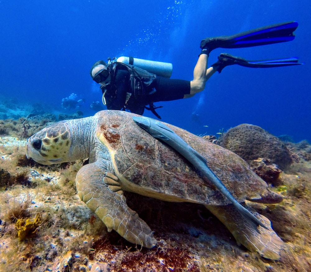 Casa Del Mar Cozumel Hotel And Dive Resort 40/75