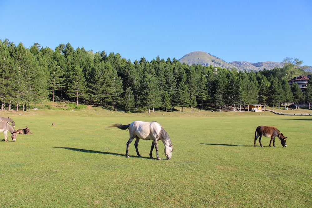 NATYRAL RAZMA RESORT 41/50