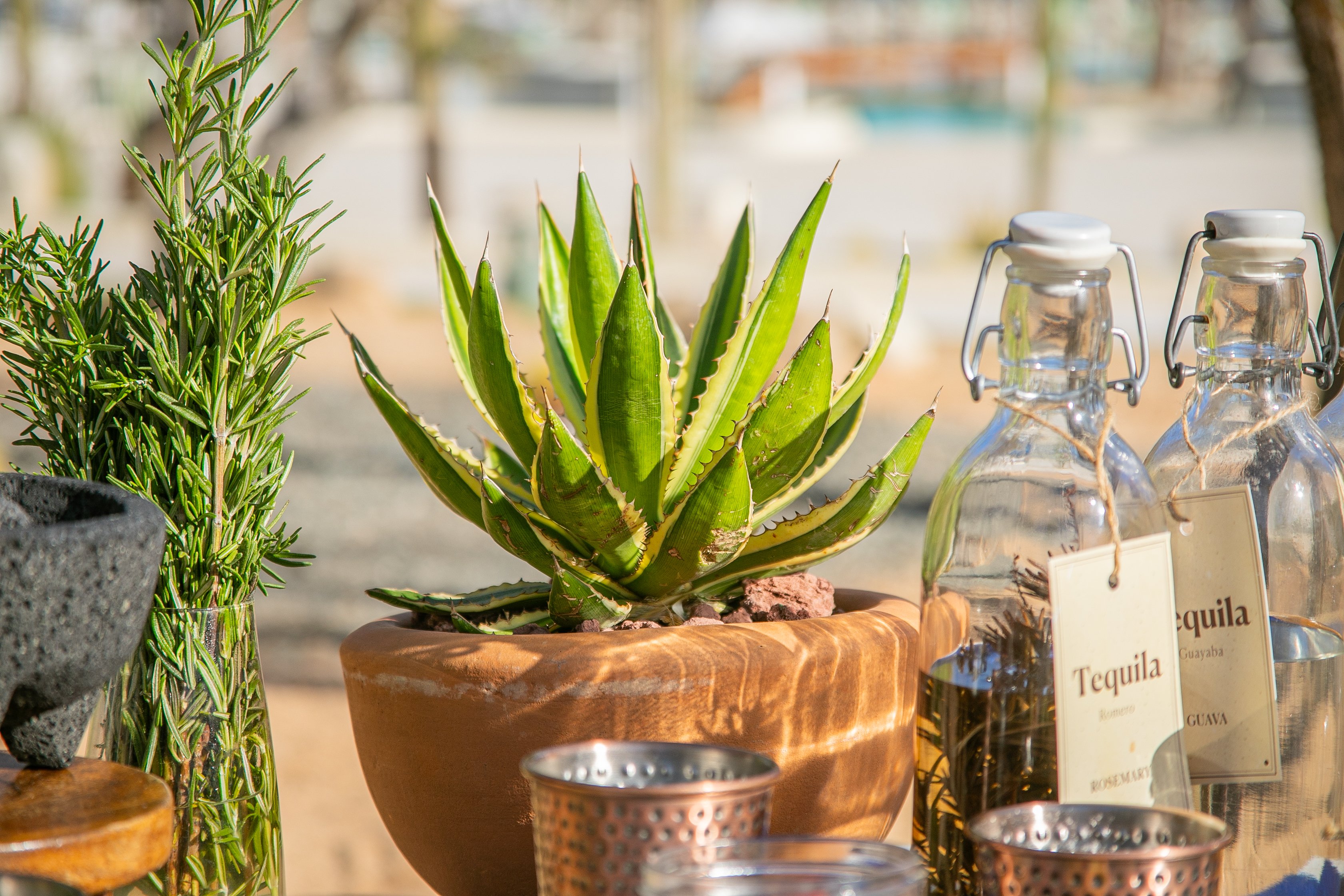 Paradisus Los Cabos - Adults Only 18/50