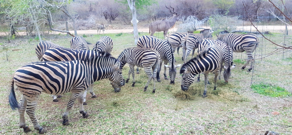 Kruger Riverside Lodge 35/50