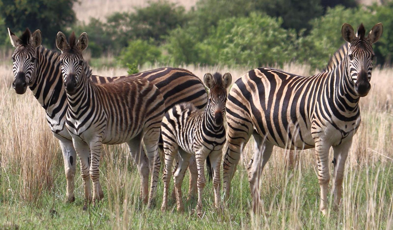 Thaba Manzi Ranch 15/27