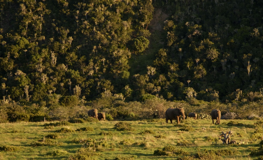 Sibuya Game Reserve 48/50