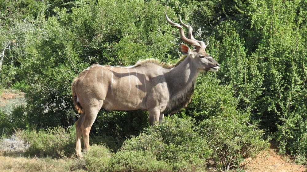 Kudu Ridge Game Lodge 35/41