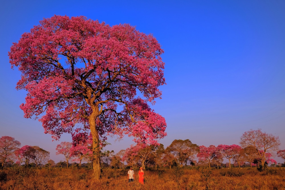 Pantanal Mato Grosso Hotel 50/69