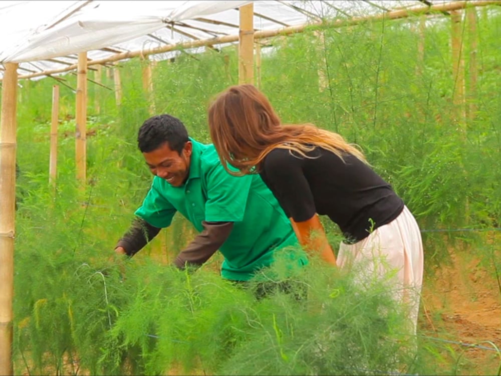 Bagus Agro Pelaga 54/61