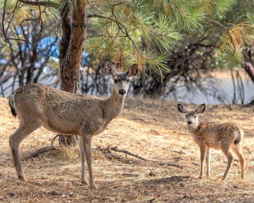 Star of the Mountain - The Star of Your Vacation by Yosemite Region Resorts 28/35