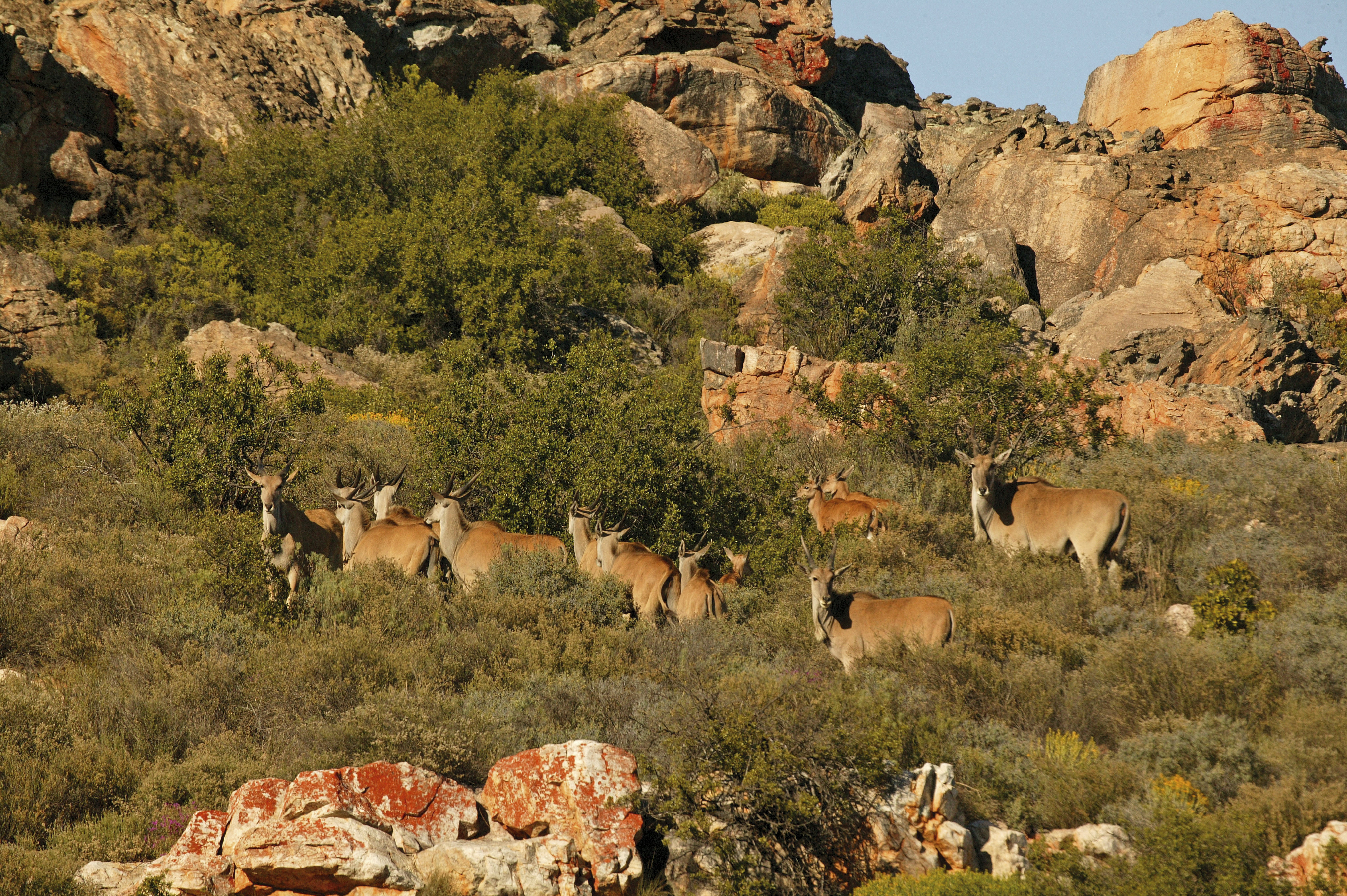 Bushmans Kloof Wilderness Reserve and Wellness Retreat 34/50