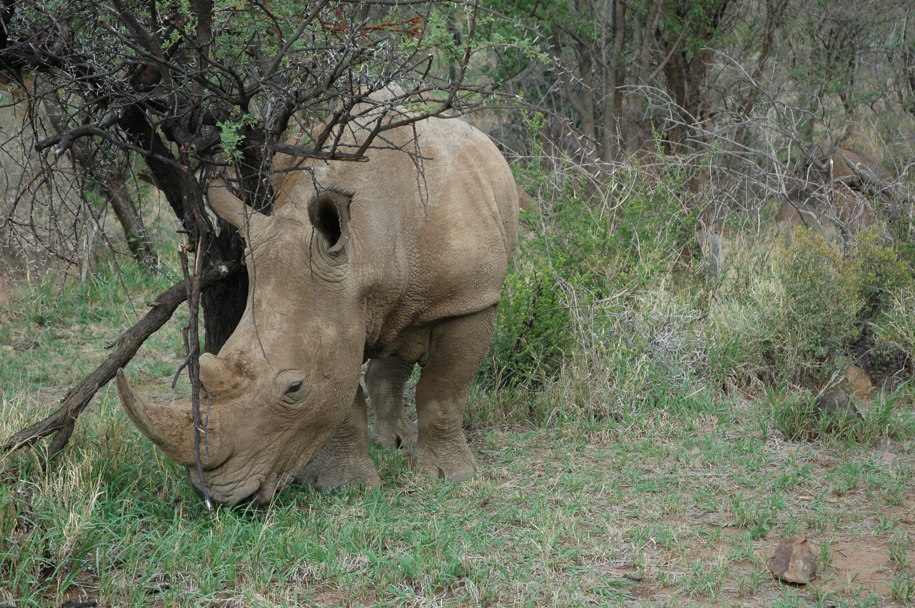 Morokolo Safari Lodge 41/82