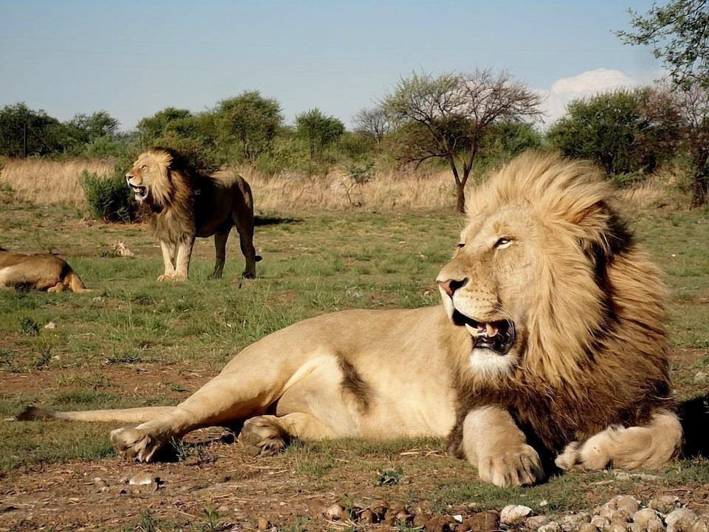 Boskoppie Lion And Tiger Reserve 24/32