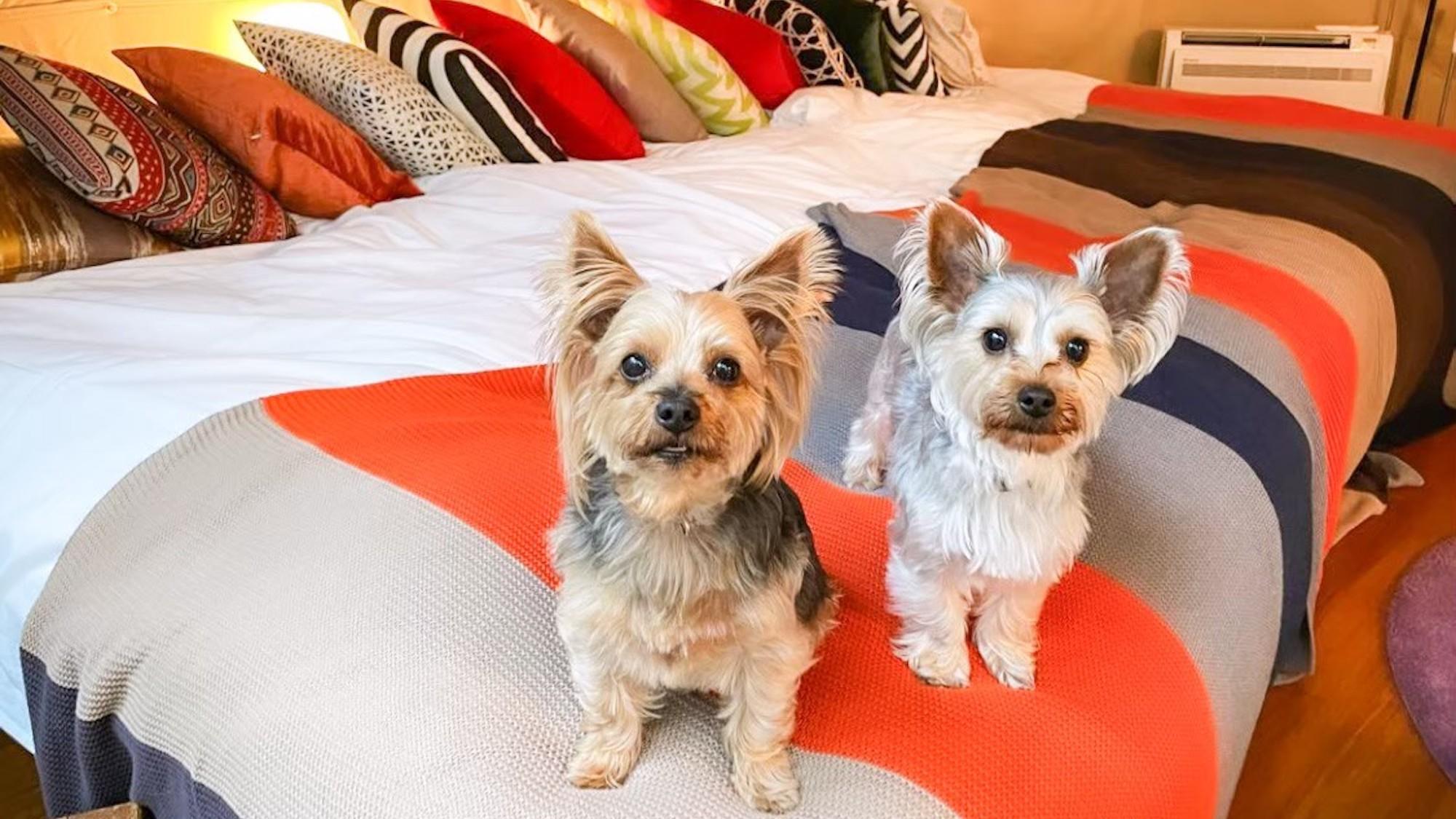Dome, 11 People, 3 Beds, Pet Friendly