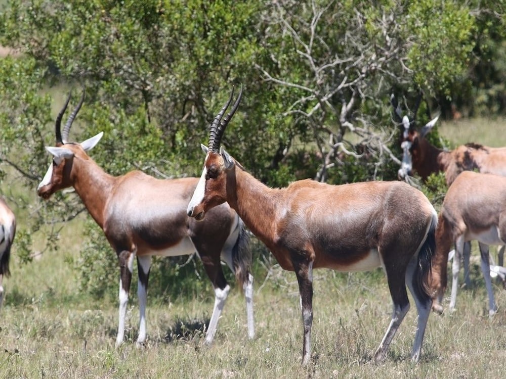 Pabala Private Nature Reserve 35/41
