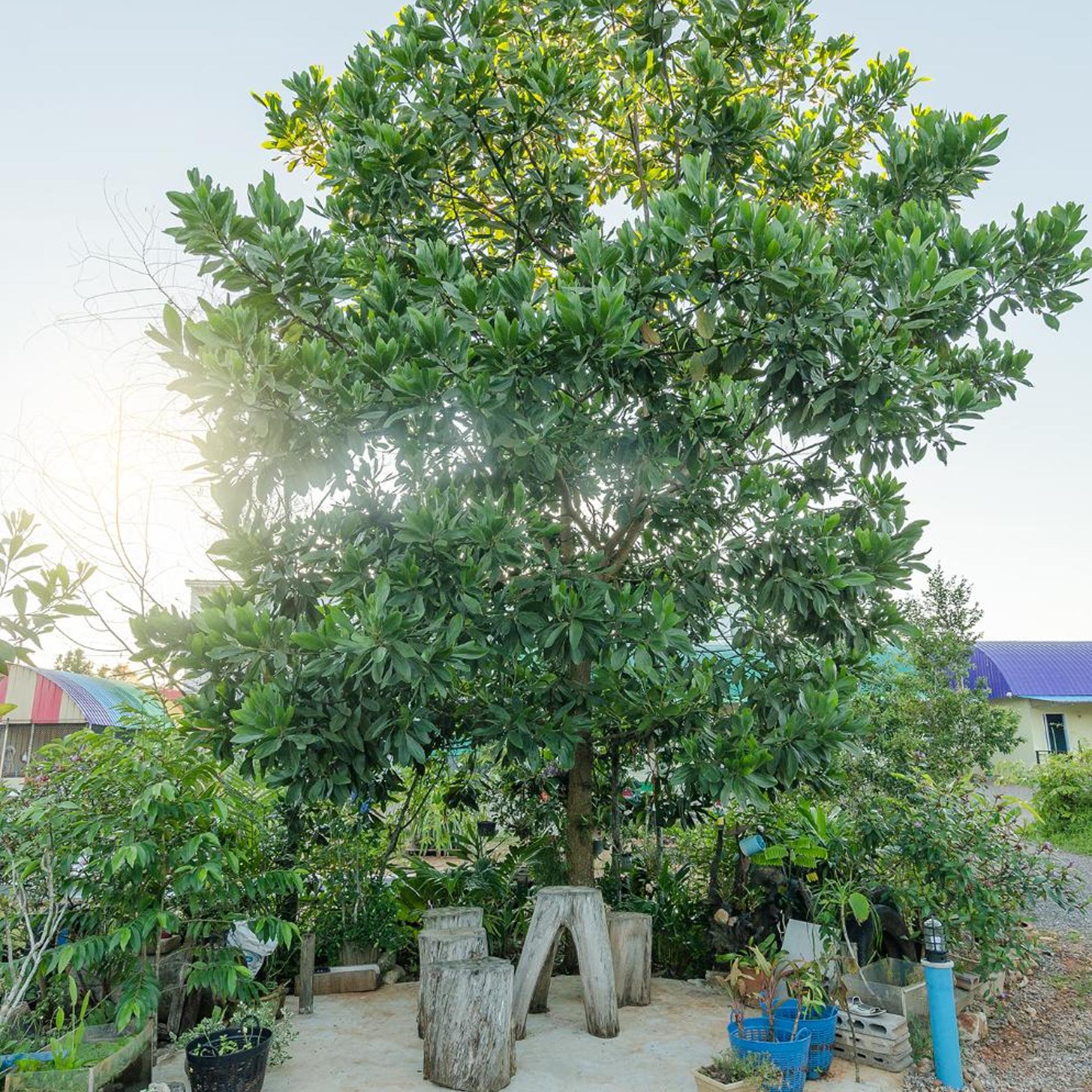 Ariya Garden Home 65/69