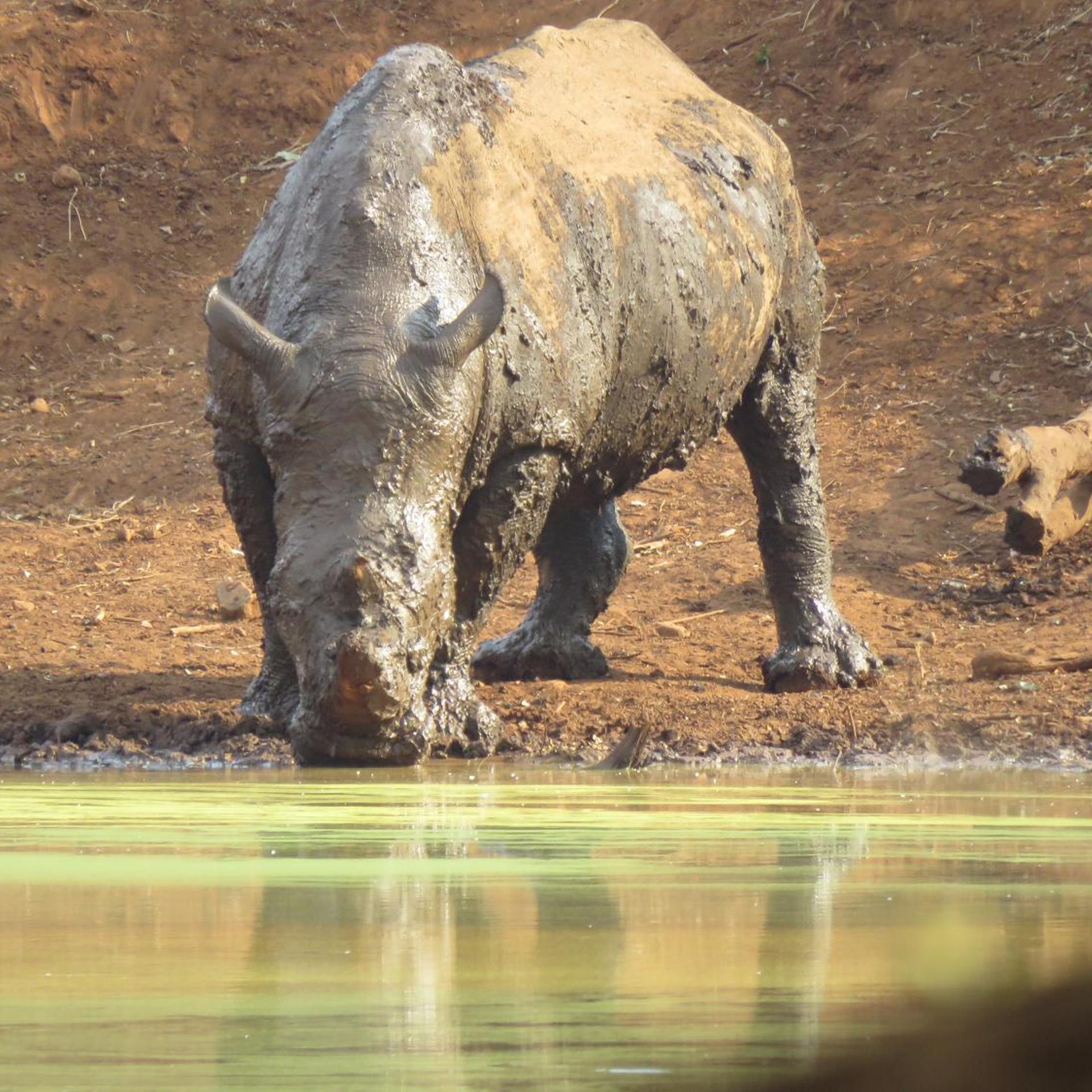 Sable Creek Safari Lodge 15/21