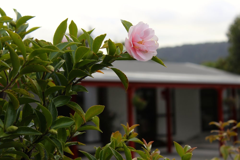 Lake Matheson Motel 48/53