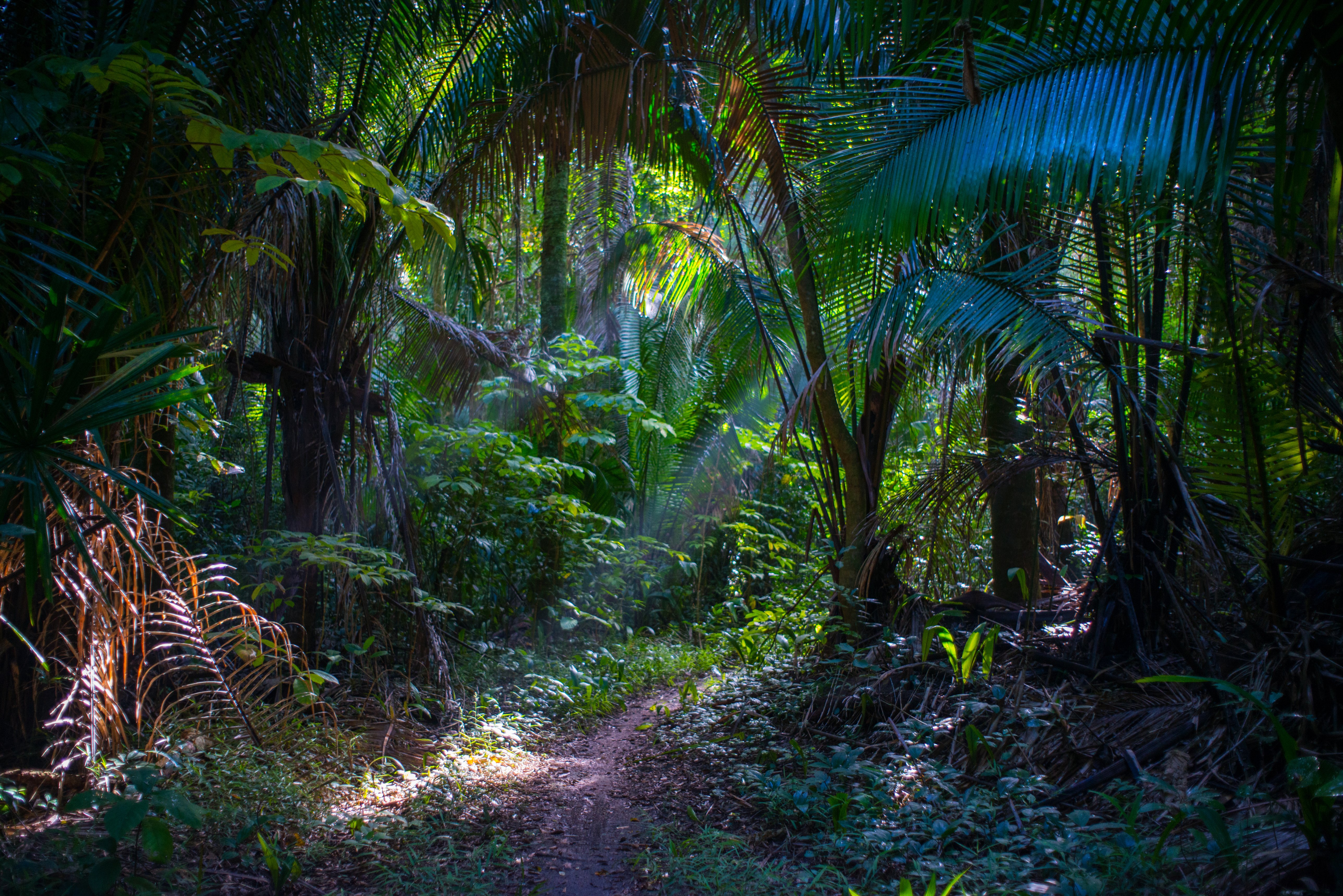 The Explorean Selva Maya Kohunlich 40/50