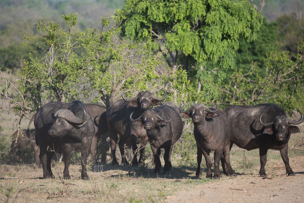 Buffelshoek Tented Camp 21/35