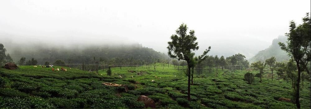 Wild Elephant Eco Friendly Resort 19/32